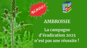 🌿 AMBROISIE : la campagne d’éradication 2025 n’est pas une réussite !