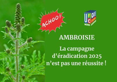 🌿 AMBROISIE : la campagne d’éradication 2025 n’est pas une réussite !