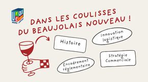 🍷 Dans les coulisses du Beaujolais nouveau !