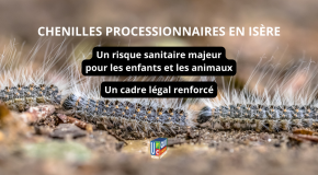 🌿 Chenilles processionnaires en Isère : un cadre légal renforcé