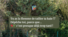 🌿 Tailler votre haie…
