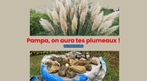 🌿 Pampa, on aura tes plumeaux !